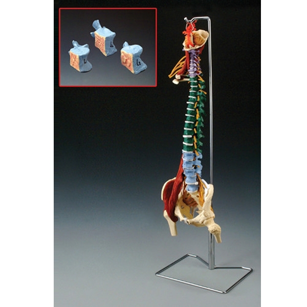 脊椎骨骼模型（英文）