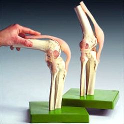 膝關節功能性模型(英文)