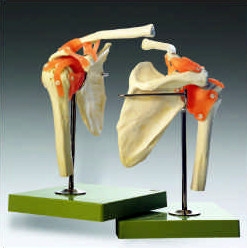 肩關節功能性模型（英文）