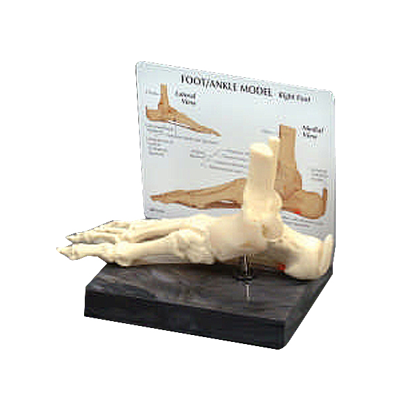 足踝骨骼模型（英文）