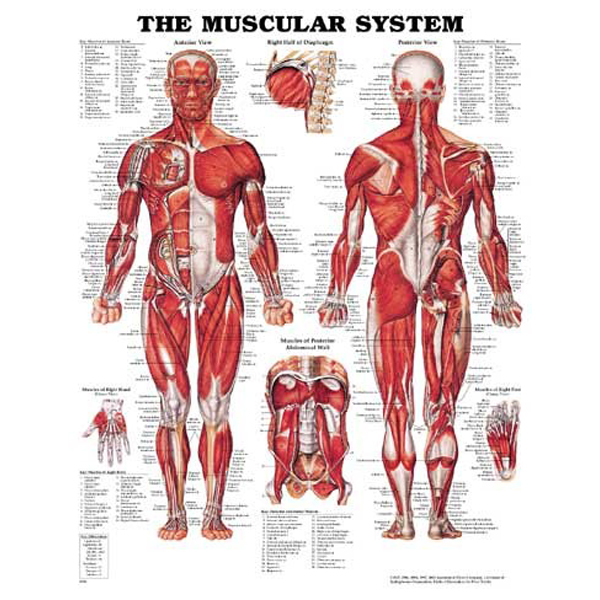 人體肌肉構造圖（英文）