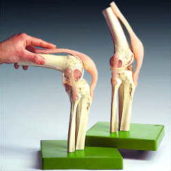 膝關節功能性模型（英文）
